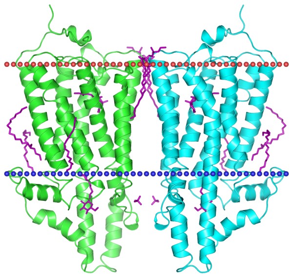 Mempro™ Plant-Based Rhodopsin-like Receptors and Pumps Production